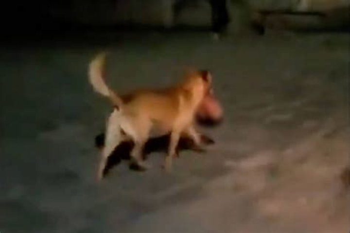 Dog Carries Severed Head From Crime Scene In Mexico