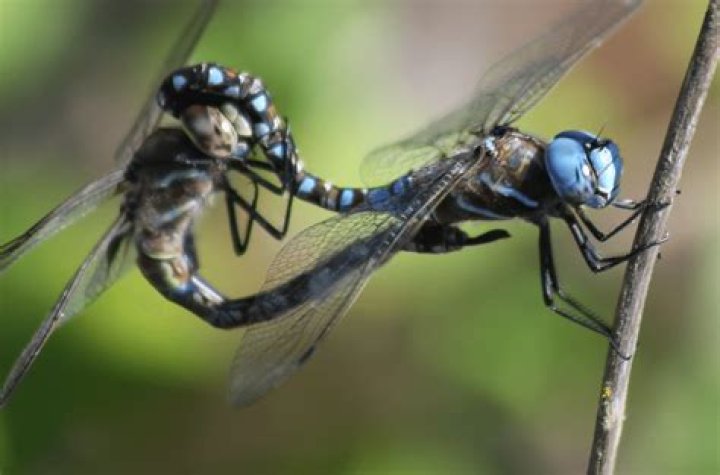 Female Dragonflies Play Dead to Avoid Having Sex, New Video Shows