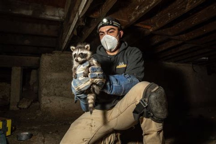 How ethically kill raccoons? - Celebrity.tn