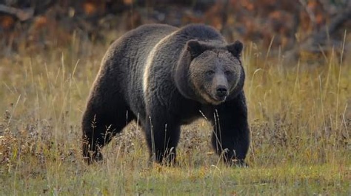 Man Attacked And Dragged Into Bear Den Miraculously Survives