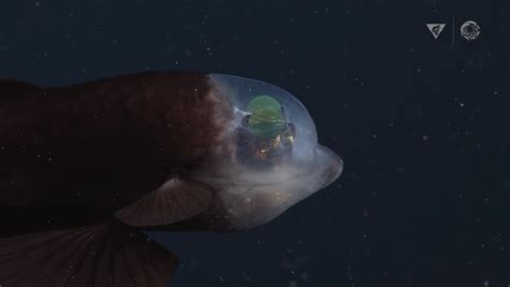 Meet The Barreleye, The Fish With A See-Through Head