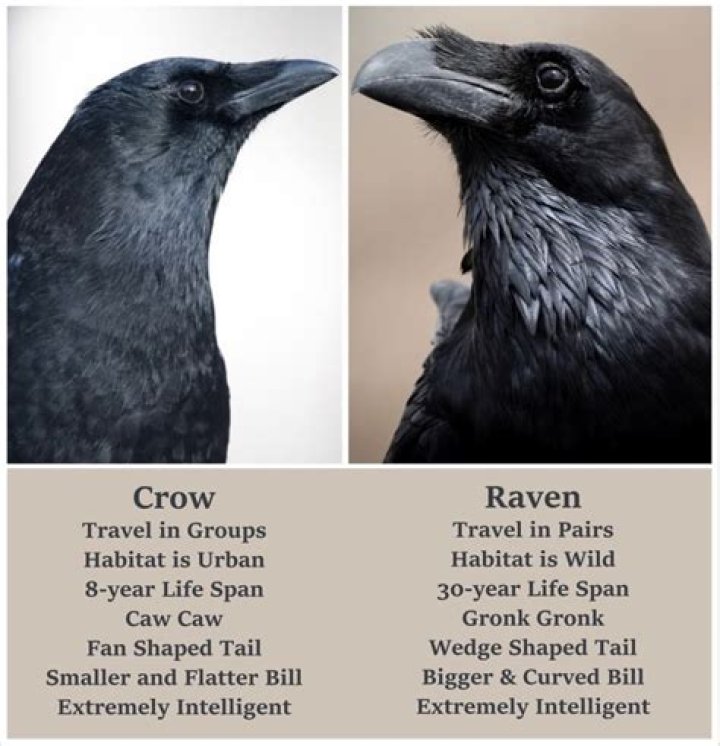 New Study Suggests That Crows Can 'Count' Out Loud Up To Four